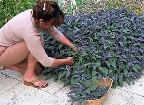 Шалфей (Salvia officinalis) Шалфей (Salvia officinalis)