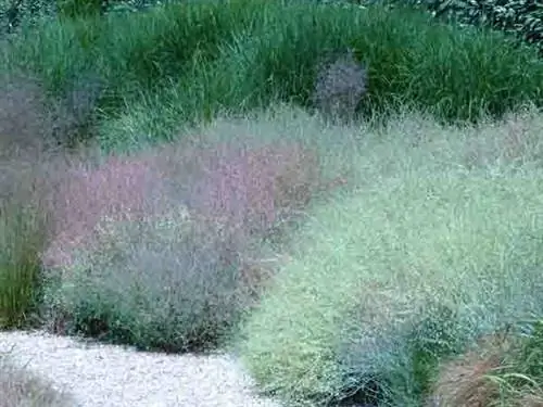 Месса Rumex induratus в садах Кло-дю-Кудре (76)