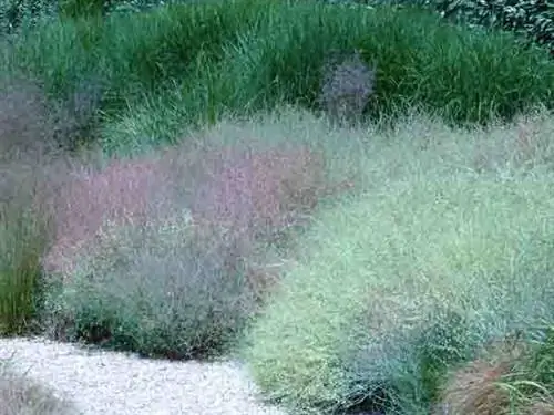 Rumex induratus, щавель легкий, как трава