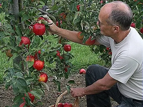 Посади яблоню с Луной