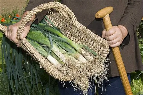 Выращивание лука-порея при луне (корнеплод)