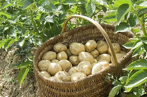 Выращивание картофеля при луне (корнеплод)