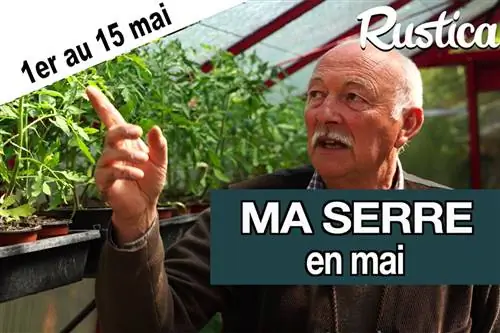 Выращивание в теплице в начале мая перед Ледяными Святыми