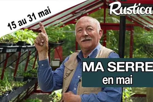 Выращивание в теплице в конце мая после Ледяных Святых