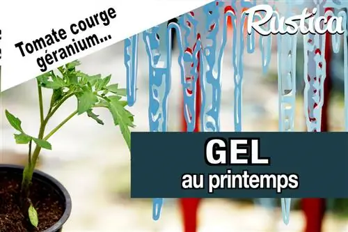 Желе: Что делать с растениями в саду?