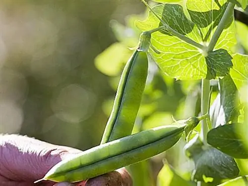 Как сеять круглый горох в зависимости от вашего региона