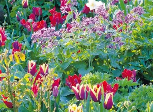 Массивный узор из весенних луковиц