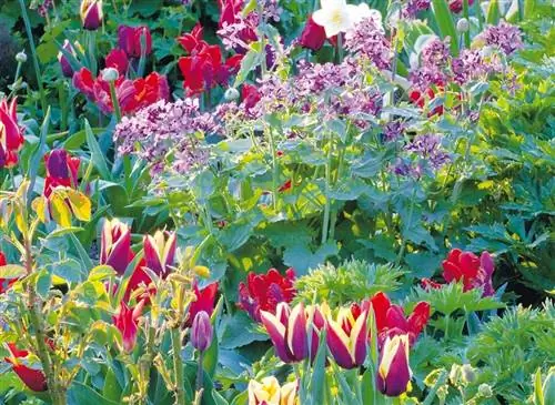 Лоскутное одеяло из гиацинтов, тюльпанов и жульена на весну