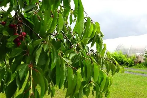 Что делать в саду под тоннелем в июне?