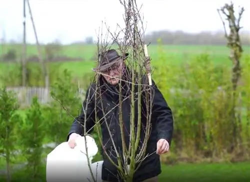 Защитите персиковое дерево от мороза