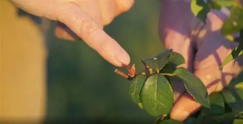 Влияние слишком мягкой зимы на садовые растения