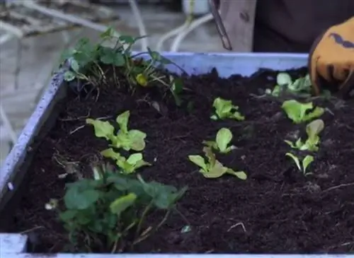 Подготовка к зиме мини-передвижного городского квадратного огорода
