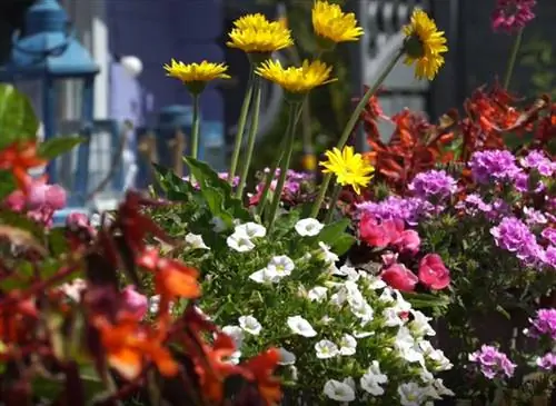 Какой уход следует обеспечить за летними кашпо перед зимой