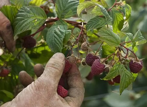 Сбор малины со здорового малинового куста