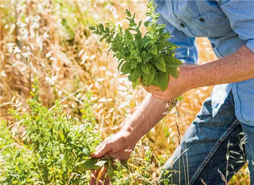 Успешно собирайте и сохраняйте летние ароматические растения