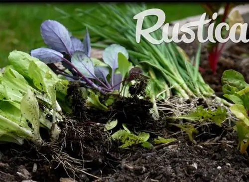 Посадка на огороде в июле: правильные действия