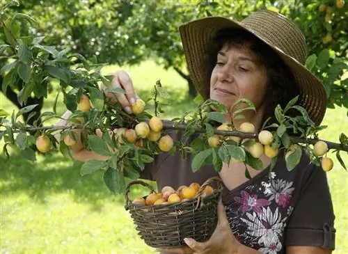 Сбор сливы Мирабель