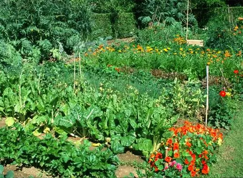 Летний огород: рассада и подкормки