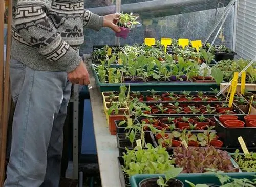 Посев баклажанов, помидоров, салатов и цветов