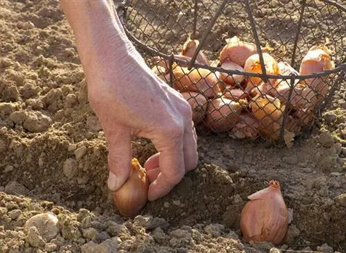 Посадка шалота онлайн