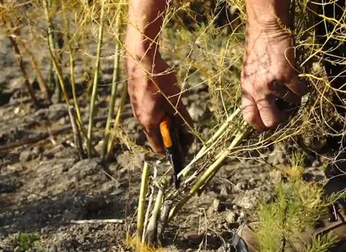 Рекомендации по уходу за спаржевой рощей осенью