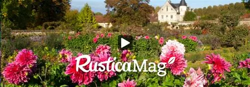 Удачно посадите летние цветы: шалфей и георгины