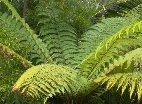 Выбор экзотических растений для тени