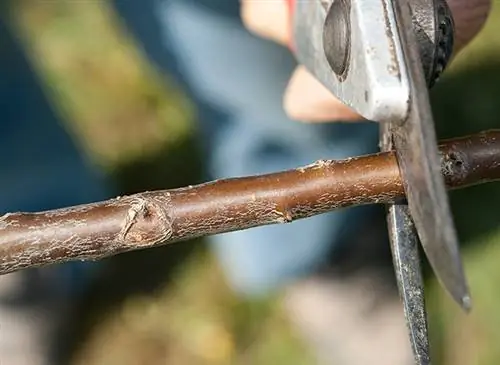 Возьмите и оцените зимние прививки