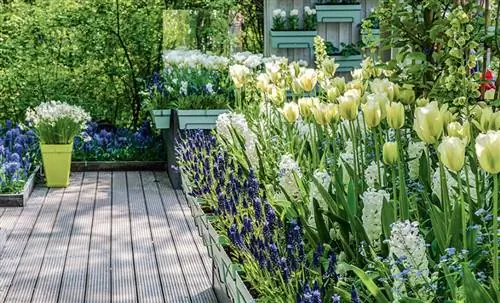Украсьте свою террасу весной мускари, незабудками, гиацинтами и тюльпанами.