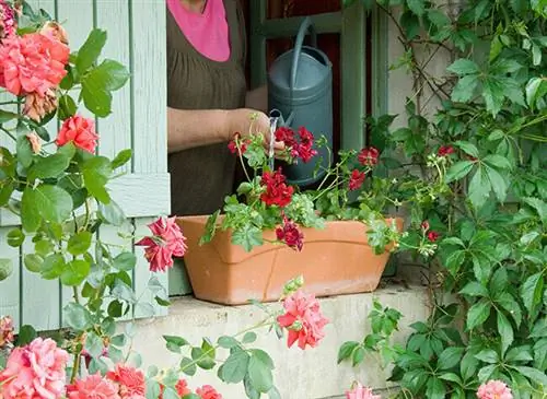 полив, горшок, лето, горшечное растение, плантатор