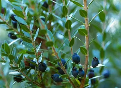 Замените самшит в средиземноморском климате