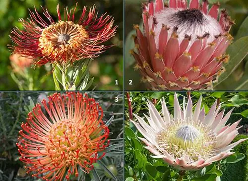 Четыре протейных: Leucospermum 'Scarlet Ribbon' (1), Protea Magnifica (2), Leucospermum 'Succession' (3), Protea cynaroides 'Pink King' (4).