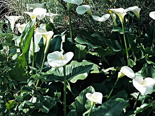 Защитите многолетние растения от мороза