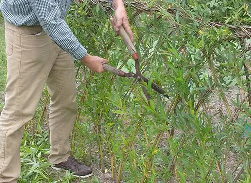 вырезать живой плетеный забор