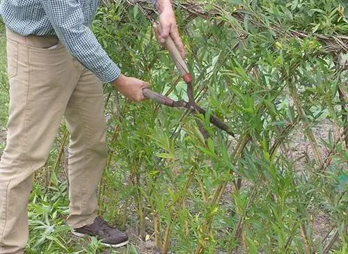Летний уход за молодым живым плетеным забором