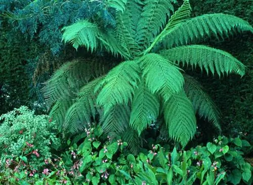 Диксония антарктическая - самый известный древовидный папоротник. Его выращивают в горшках или в земле.