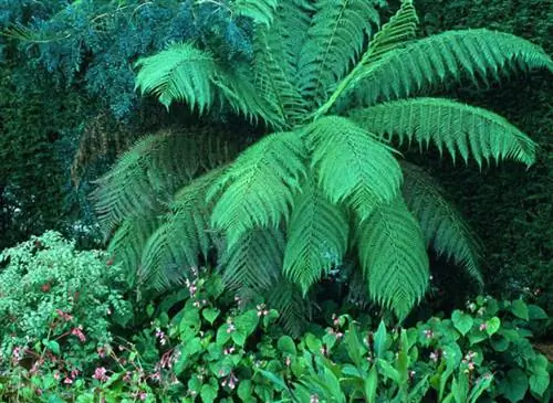 Чем заняться в августе в саду в океаническом климате?