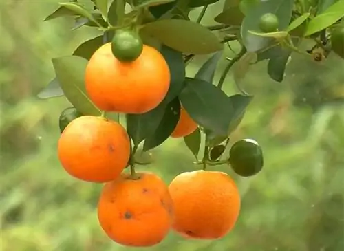 Утепление цитрусовых: хорошие действия и советы