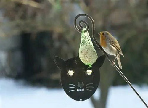 птица зимой ест толстый шарик