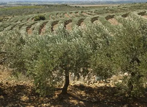 Плантация оливковых деревьев в Восточных Пиренеях