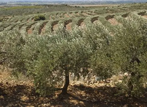 Чем заняться в декабре в саду в средиземноморском климате?