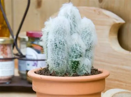 Шерстистый кактус (Austrocephalocereus)