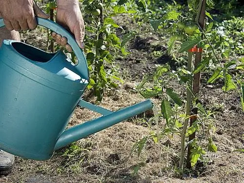 Полив шейки томата в середине лета, Школа дю Брей (75)