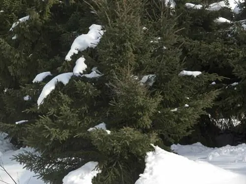 Хвойные деревья под снегом