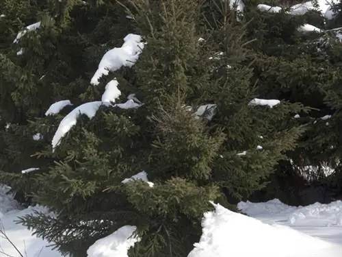 Чем заняться в январе в саду в горном климате?