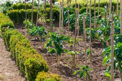 Готовимся к овощному году: оцениваем свои потребности