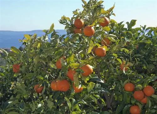 Чем заняться в октябре в саду в средиземноморском климате?