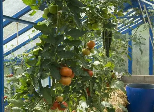 В горном климате предпочтительнее отвести под томаты угол теплицы.