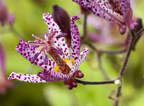 Tricyrtis Hirta 'Miyazaki' в цветке /крупный план/ бледно-розовый цветок с темно-розовыми пятнами.