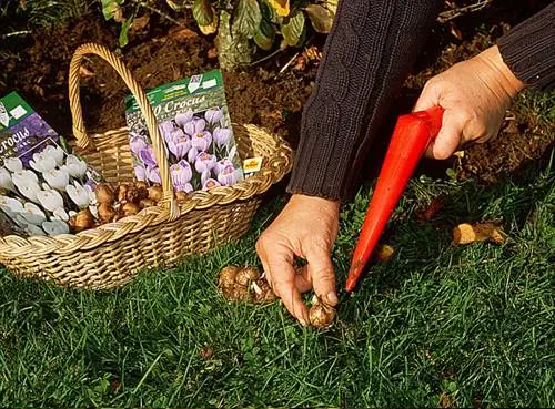 Посадка весеннецветущих луковиц, таких как крокусы.